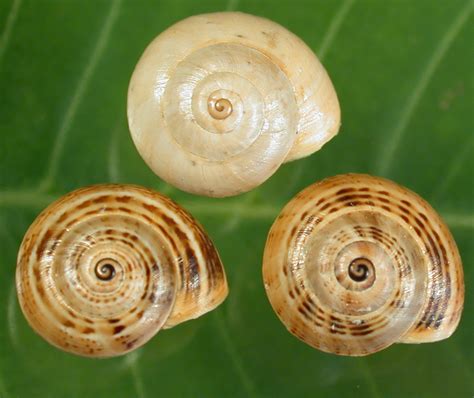 carbon dating snail shell